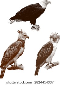 Brown halftone dot eagle vector set featuring different wild prey species including bald eagle and harpy eagle. Vintage monochrome raptor illustrations