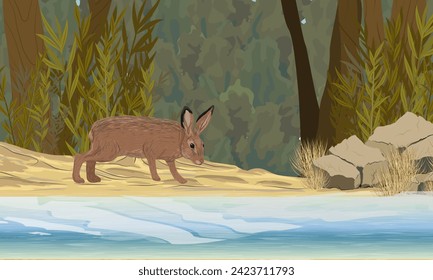 Una liebre marrón se encuentra en la orilla de arena de un lago forestal. Animales de Europa. Paisaje vectorial realista