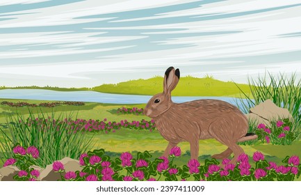 A brown hare walks through a summer flowering meadow on the river bank. Animals of Europe. Realistic vector landscape