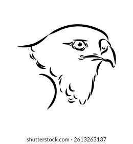 Brown hawk vector sketch Vintage eagle, great design for any purposes.