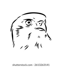 Brown hawk vector sketch Vintage eagle, great design for any purposes.