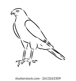 Brown hawk vector sketch Vintage eagle, great design for any purposes.