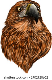 the brown head of an eagle vector illustration