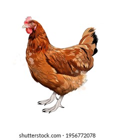 Brown hen, chicken from a splash of watercolor, colored drawing, realistic. Vector illustration of paints
