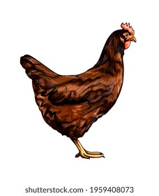 Brown hen, chicken from a splash of watercolor, colored drawing, realistic. Vector illustration of paints