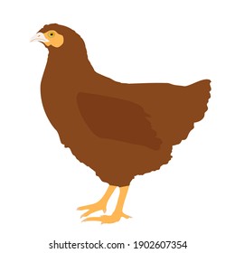 Brown hen isolated on white background, side view. Chicken farm bird drawn symbol, vector flat design eps 10
