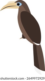 Tickell’s brown hornbill, Anorrhinus tickelli. Hornbill in Thailand and Southeast Asia vector illustration.