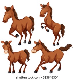 Brown horse in four different poses illustration