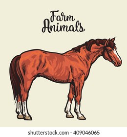 Brown horse at full length, side view. Color sketch illustration of a horse with white legs, farm animal, concept farm products