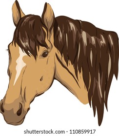 Brown Horse Head