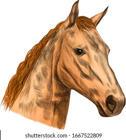 brown horse head face with light mane vector illustration