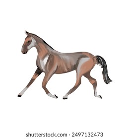 Brown horse on a  an isolated background 