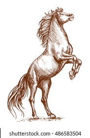 Brown horse rearing on hind hoofs sketch vector portrait. Unbridled mustang stallion stands on its rears