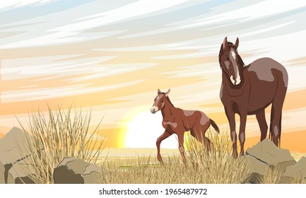 A brown horse with a white spot and its foal are walking along a desert rocky area with stones and dry grass. Sunset in the steppe. Equus ferus caballus. Realistic vector landscape.