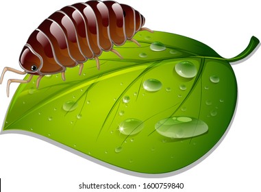 Brown insect on green leaf on white background illustration