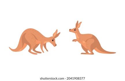 Brown Kangaroo Marsupial Animal with Powerful Hind Legs and Pouch Vector Set