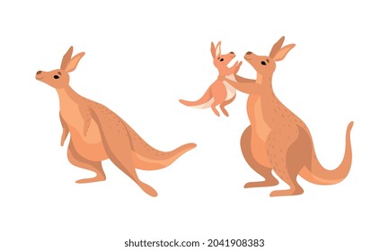 Brown Kangaroo Marsupial Animal with Powerful Hind Legs and Joey in Pouch Vector Set