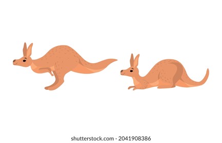 Brown Kangaroo Marsupial Animal with Powerful Hind Legs and Pouch Vector Set