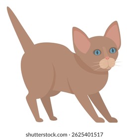 Brown kitten with blue eyes arching its back and preparing to pounce