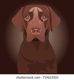 Brown labrador
