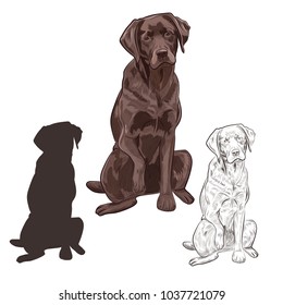 Brown labrador dog sitting isolated on white background. Friendly purebred canine hand drawn sketch.