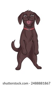 Un Labrador Retriever marrón con un cuello rojo se para en sus patas traseras, mirando hacia arriba, sacando su lengua. Sus orejas están pinchadas y parece estar sonriendo. Ilustración vectorial.