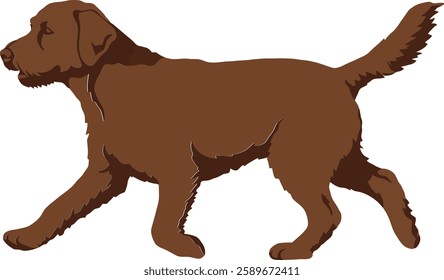 A brown Labrador Retriever strolls confidently, exhibiting a friendly attitude with its tail held high, set against a simple background, capturing a joyful mood.