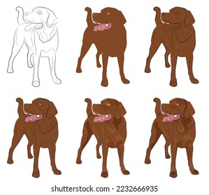 Marrón labrador, varias opciones para dibujar, imagen vectorial en un fondo blanco