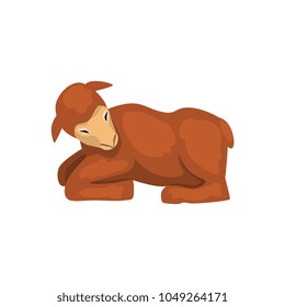 Brown lamb lying, cute farm animal side view vector Illustration isolated on a white background