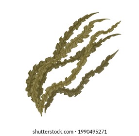 Brown Laminaria alga or kelp. Edible seaweed. Natural sea plant drawing. Realistic hand-drawn vector botanical illustration of underwater vegetation isolated on white background