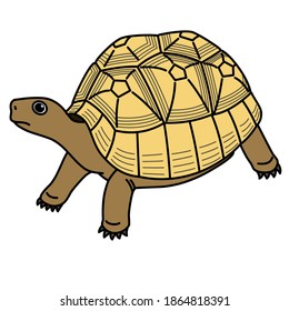 Brown land turtle with domed shell