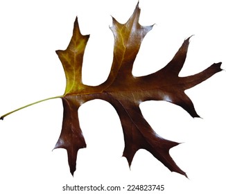 Brown Leaf - Fall Leaves - Vector Image