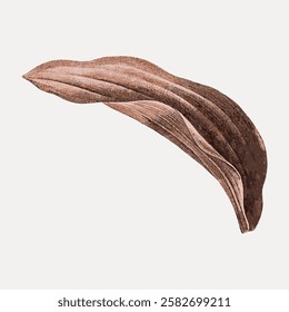 Brown leaf illustration with textured details. The leaf's natural shape and earthy tones create a calming, organic feel. Perfect for nature-themed designs. Vintage botanical leaf illustration vector.