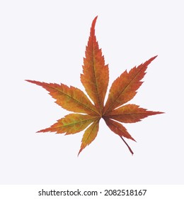 Brown Leaf Isolated on White Background Vector Illustration