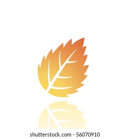 Brown leaf isolated on white