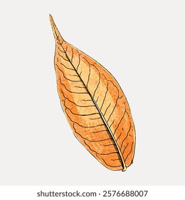 Brown leaf vintage illustration. Illustration of nature leaf, isolated vector element. Vintage leaf art drawing illustration, old painting art print. Isolated vintage art illustration.