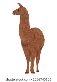 Brown Llama. Animals of South America. Realistic vector mammal