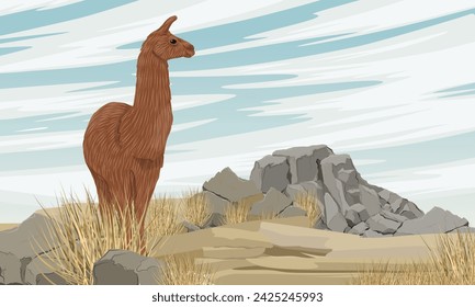 Brown llama standing in a rocky steppe with dry grass and stones. Vector realistic landscape