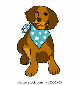 Brown long hair dachshund wear blue scarf cartoon vector illustration