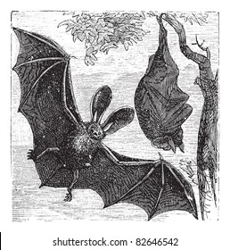Brown long-eared bat, common long-eared bat or Plecotus auritus, vintage engraved illustration. Trousset encyclopedia (1886 - 1891).