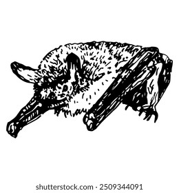 Braune Ohrfledermaus. Plecotus auritus. Tierische Illustration. Handgezeichnete lineare Doodle grobe Skizze. Schwarz-weiße Silhouette.