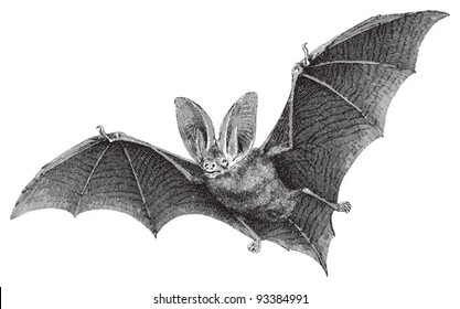 Brown long-eared bat (Plecotus auritus) / vintage illustration from Meyers Konversations-Lexikon 1897