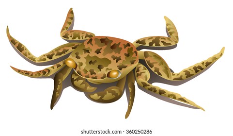 Brown marble crab isolated