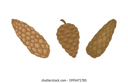 Braunreifer Kiefernkone mit spiralförmig angelegten Kieferkeilchen-Vektorset.
