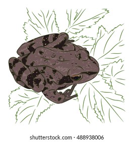 The brown meadow frog sits on green leaves