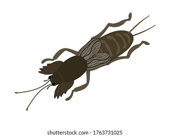 A brown mole cricket isolated on white background. Insect pest. Stock vector illustration.