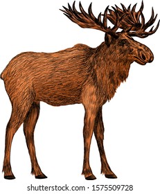 brown moose animal in forest vector
