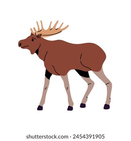 Toro de alce marrón con Grande cornamenta caminando. Alce americano, ciervo con cuernos. Animal de bosque. Vida silvestre de los bosques de Alaska o Canadá, fauna forestal. Ilustración vectorial aislada plana sobre fondo blanco