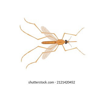 Brown mosquito bloodsucking insect cartoon design vector illustration isolated on white background