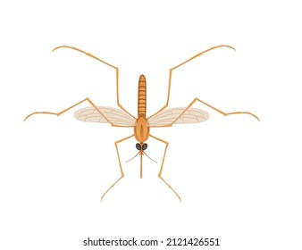 Brown mosquito bloodsucking insect cartoon design vector illustration isolated on white background